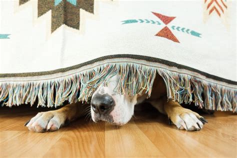 story tags litorica|Start now to make Fourth of July fireworks less terrifying for dogs.